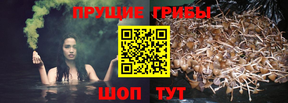Долгопрудный  Псилоцибиновые грибы прущие грибы  Вход с VPN  Псилоцибиновые грибы прущие грибы 